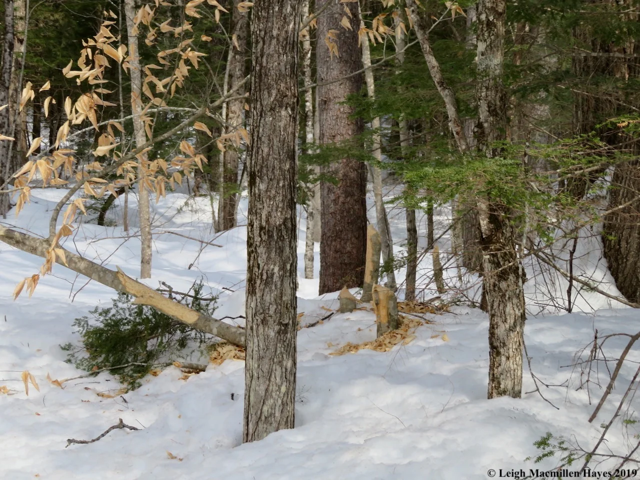 12-more-beaver-works-upstream.jpg
