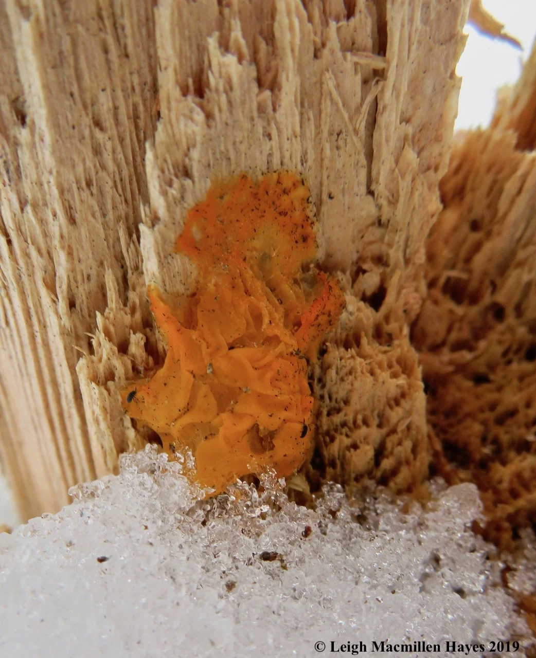 14-brain-fungi-and-snowfleas.jpg
