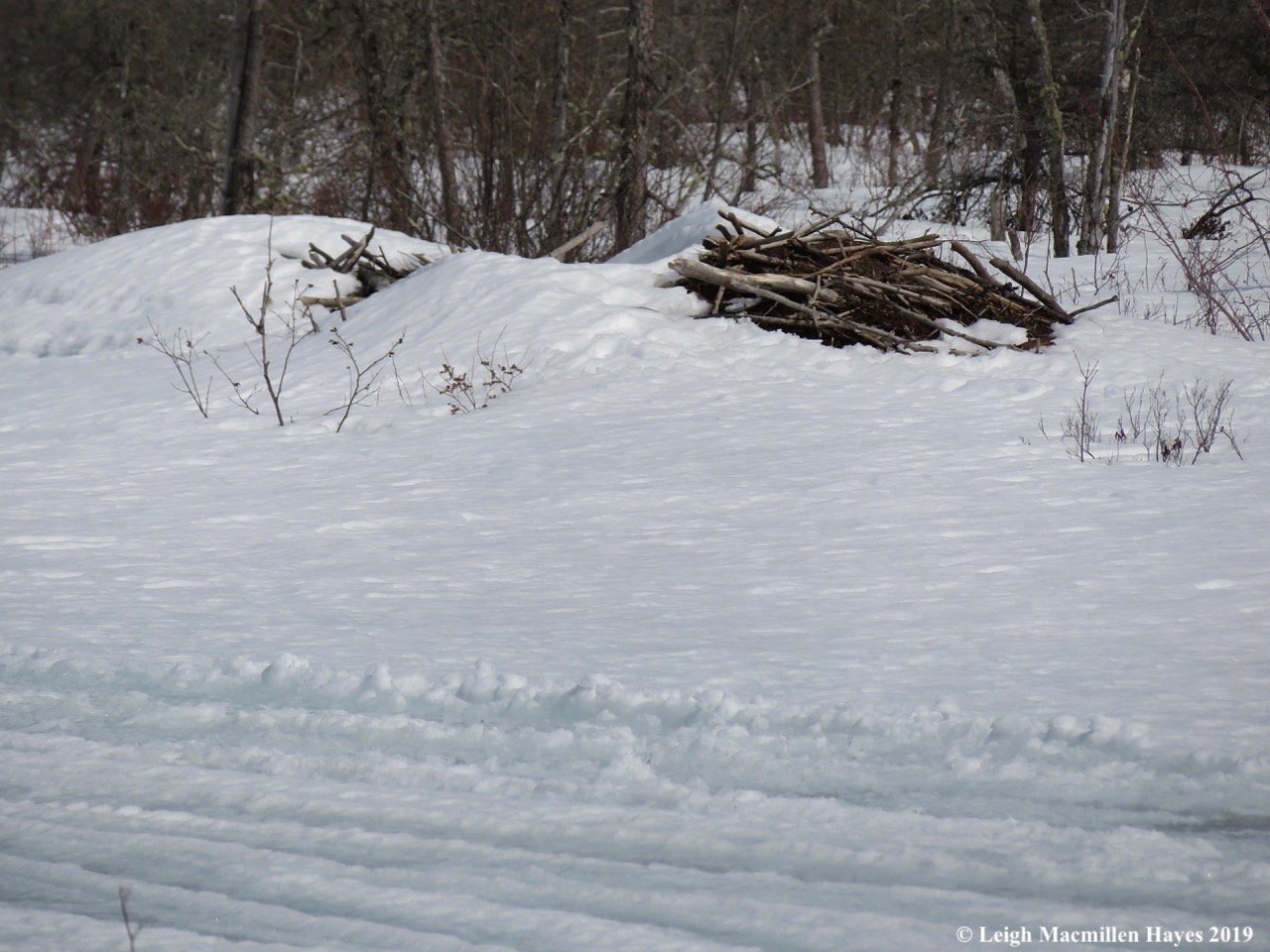 18-double-lodges-on-muddy-river.jpg