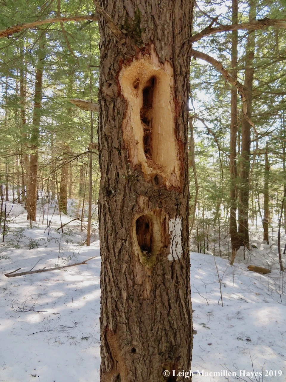 22-pileated-tree.jpg