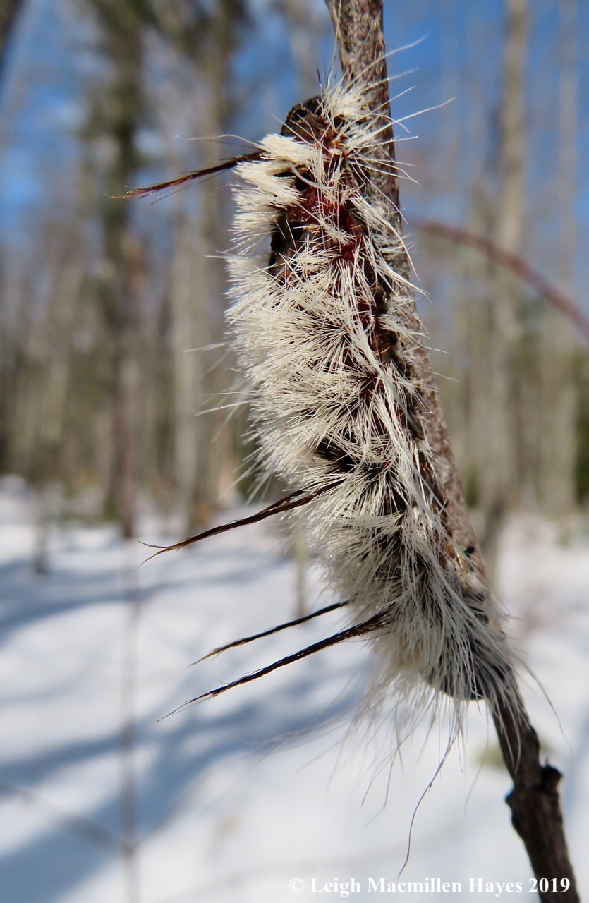 24-hickory-tussock-caterpillar.jpg