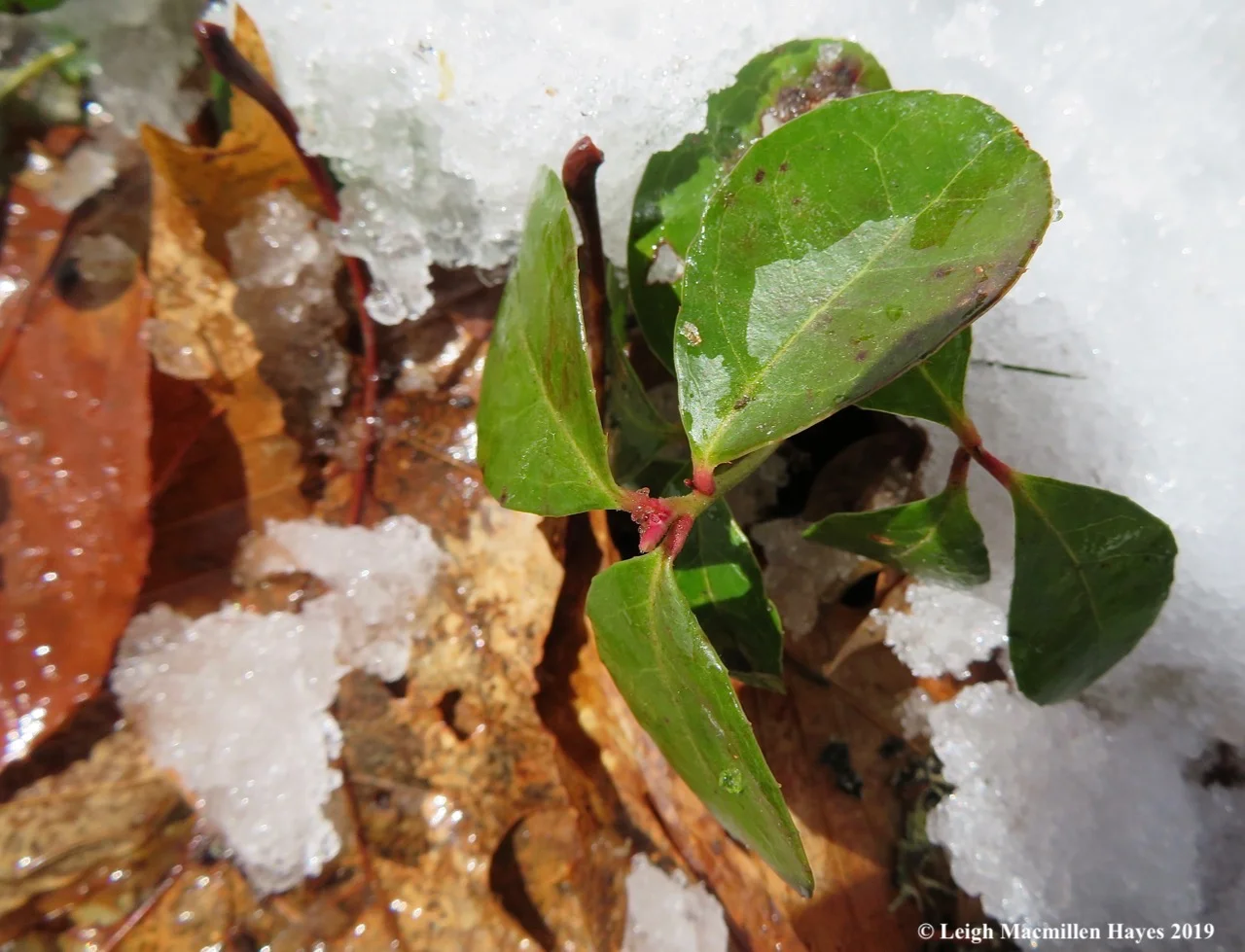 16-wintergreen-with-buds.jpg