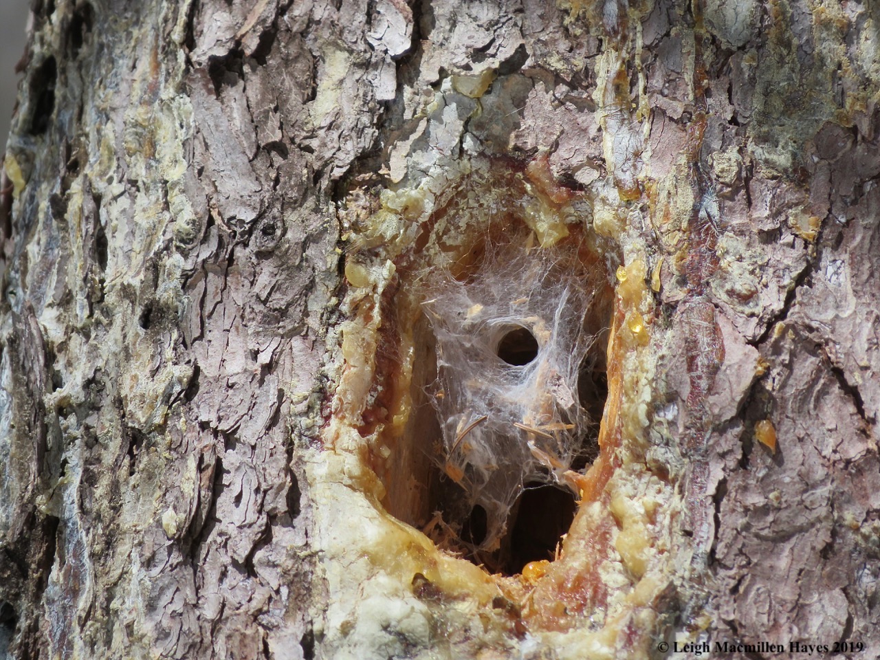 17-funnel-spider-web-in-pleated-hole.jpg