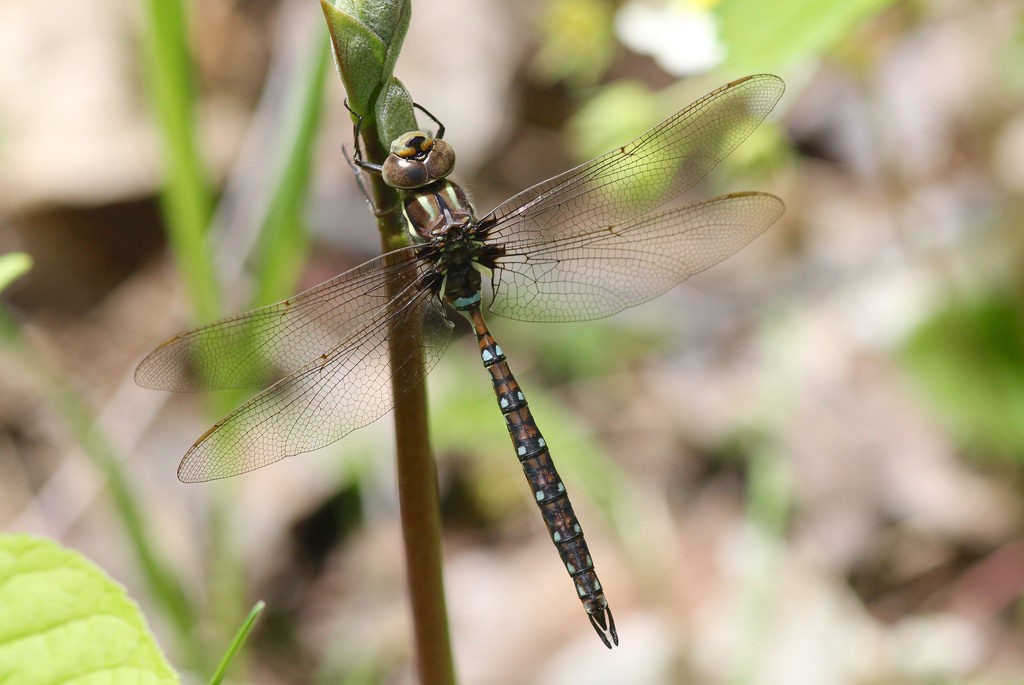 springtime_darner - Copy.jpg