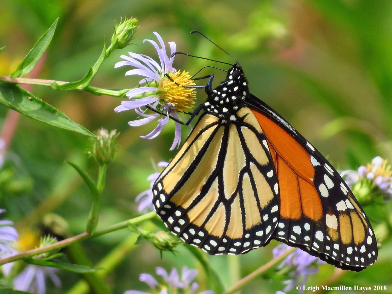 Walks and Talks monarch.jpg