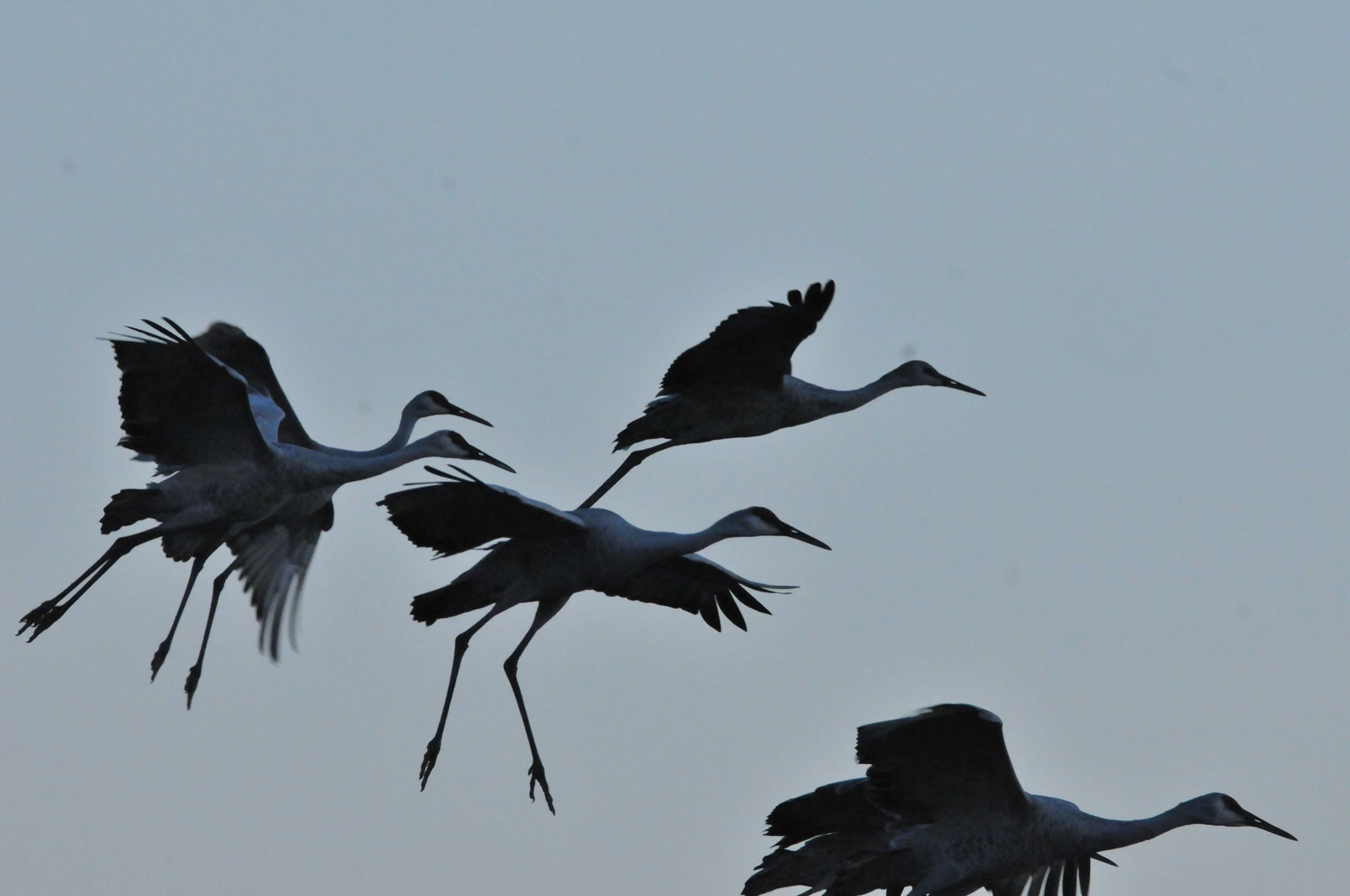 Birds of Namibia by Bonny Boatman