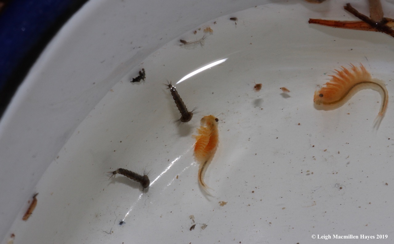 16-fairy-shrimp-and-mosquito-larvae.jpg