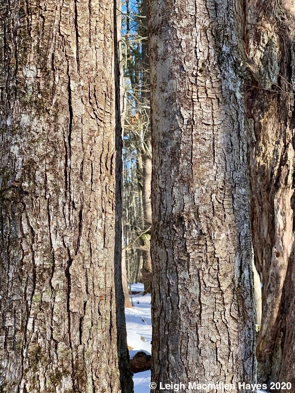 Winter Bark (and buds)