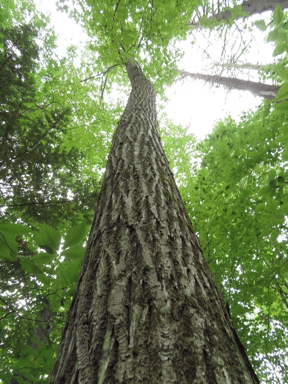Life of a Tree with Eli Hutchins