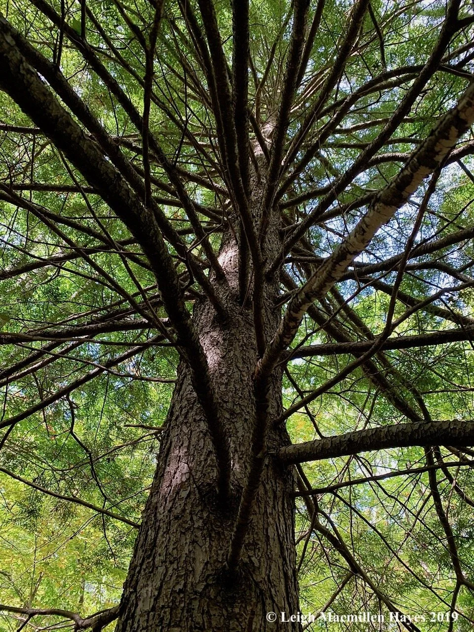 Walking With The Trees