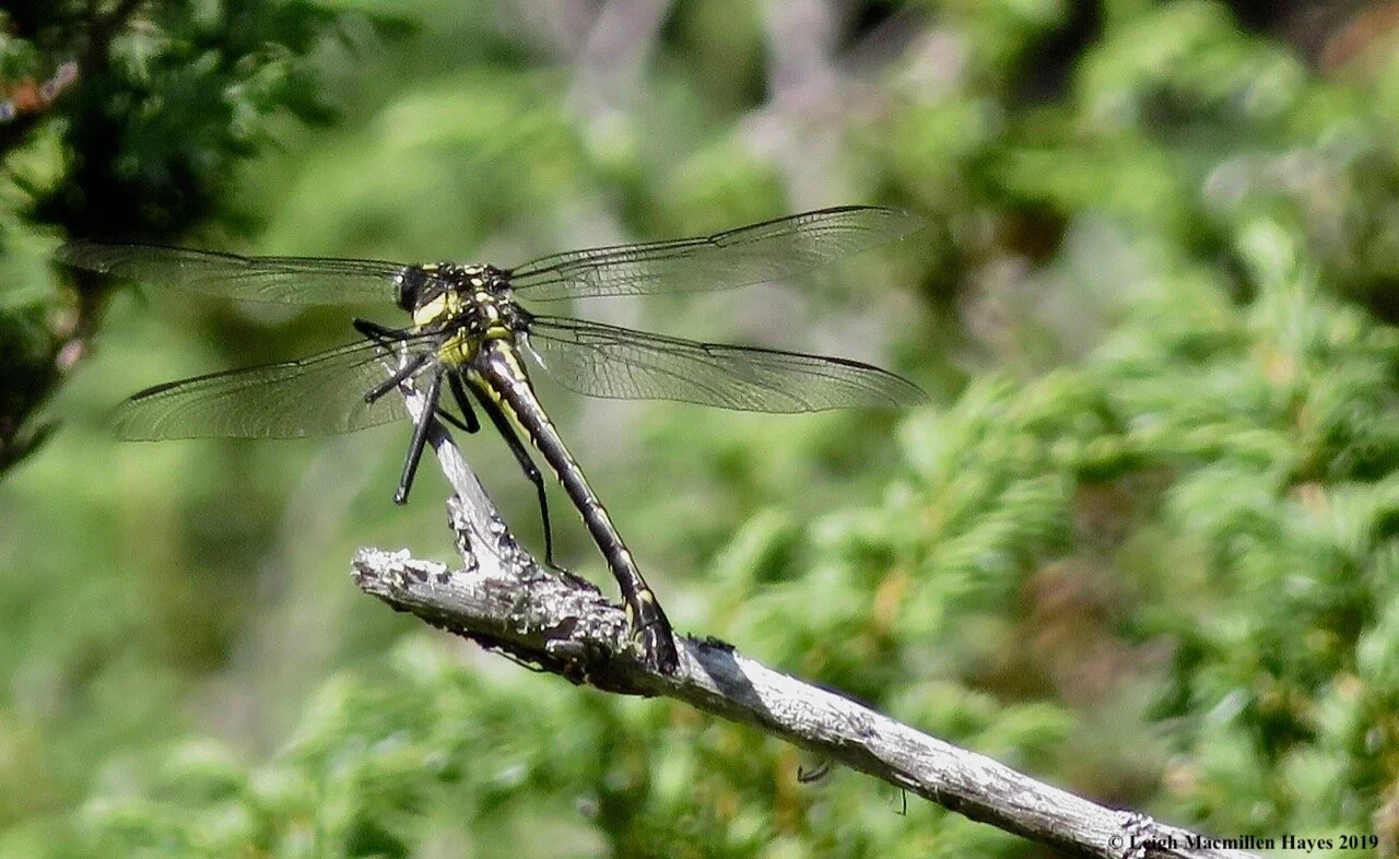 Series for the Soul: Poetry Workshop 