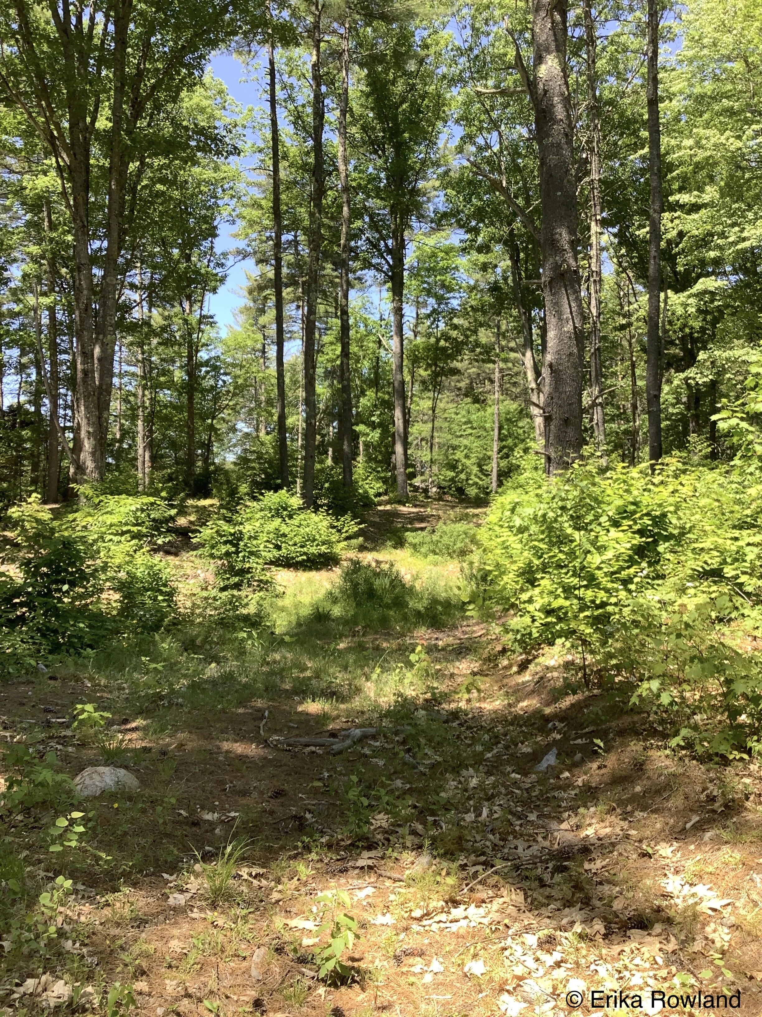 Natural Forest Stand Dynamics