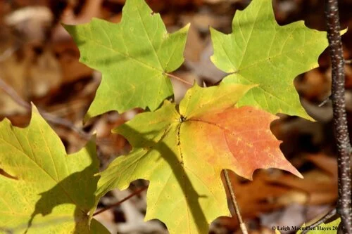 Rainbow of Fallen Leaves Hike