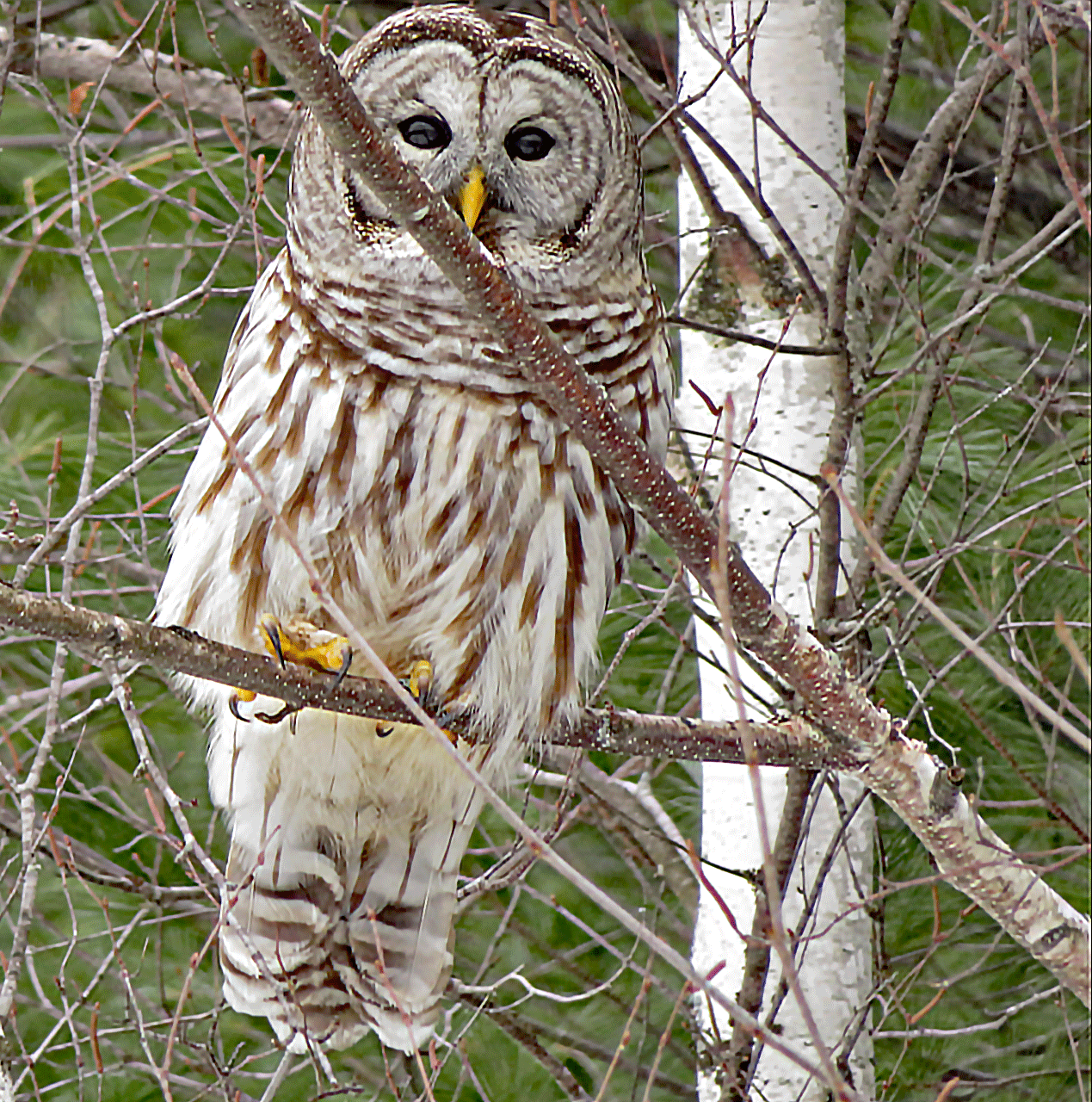 Who Cooks for You Owl Prowl