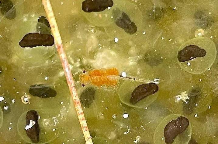 Fairy Shrimp Safari