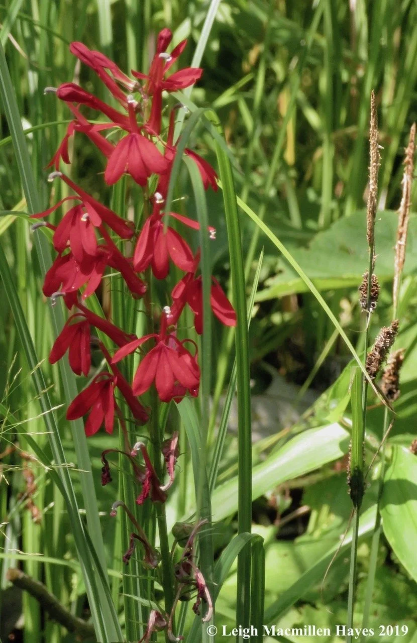 Charles Pond/Cold River Flower Paddle
