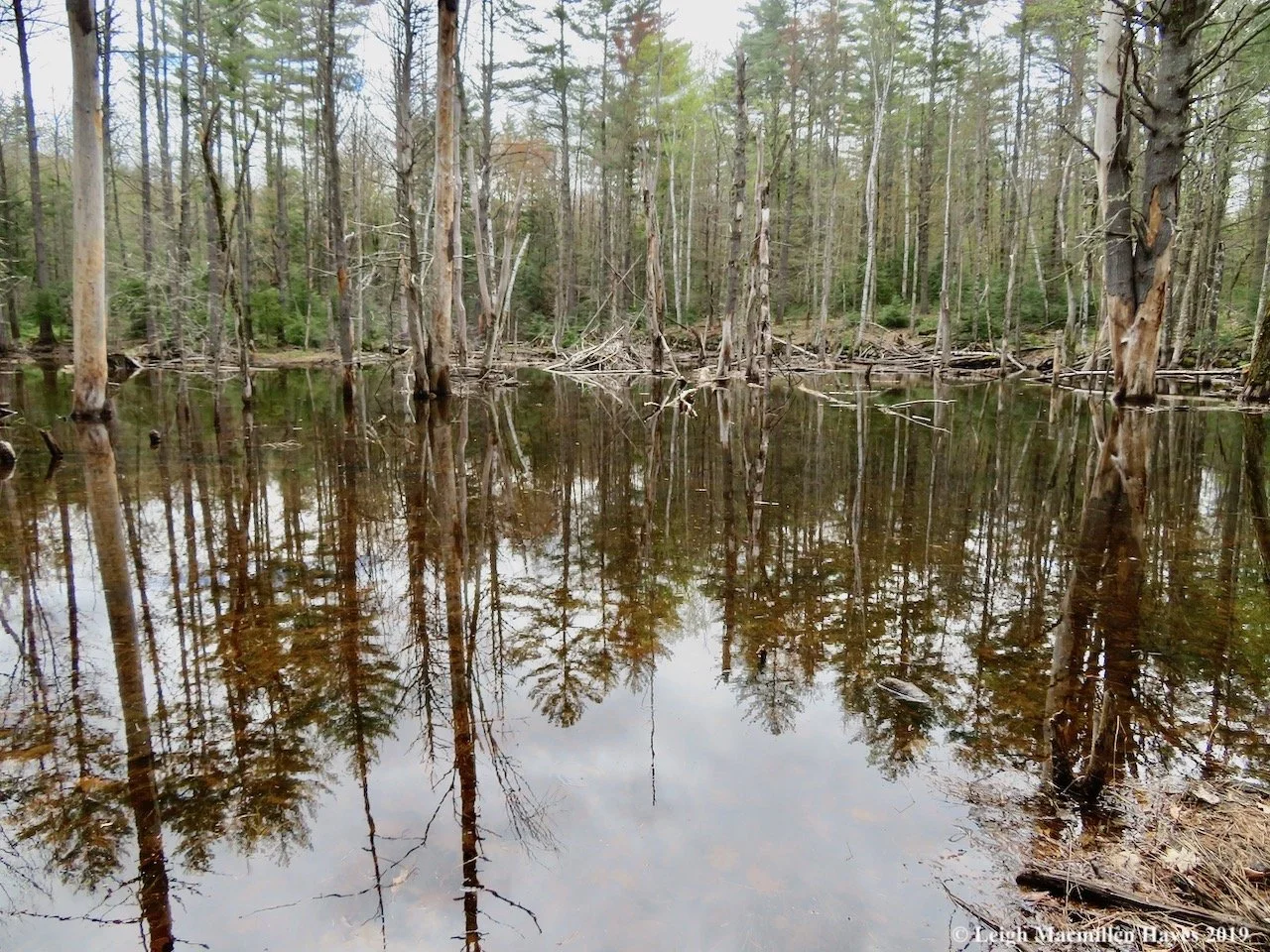 Woodland Wander and Exploration