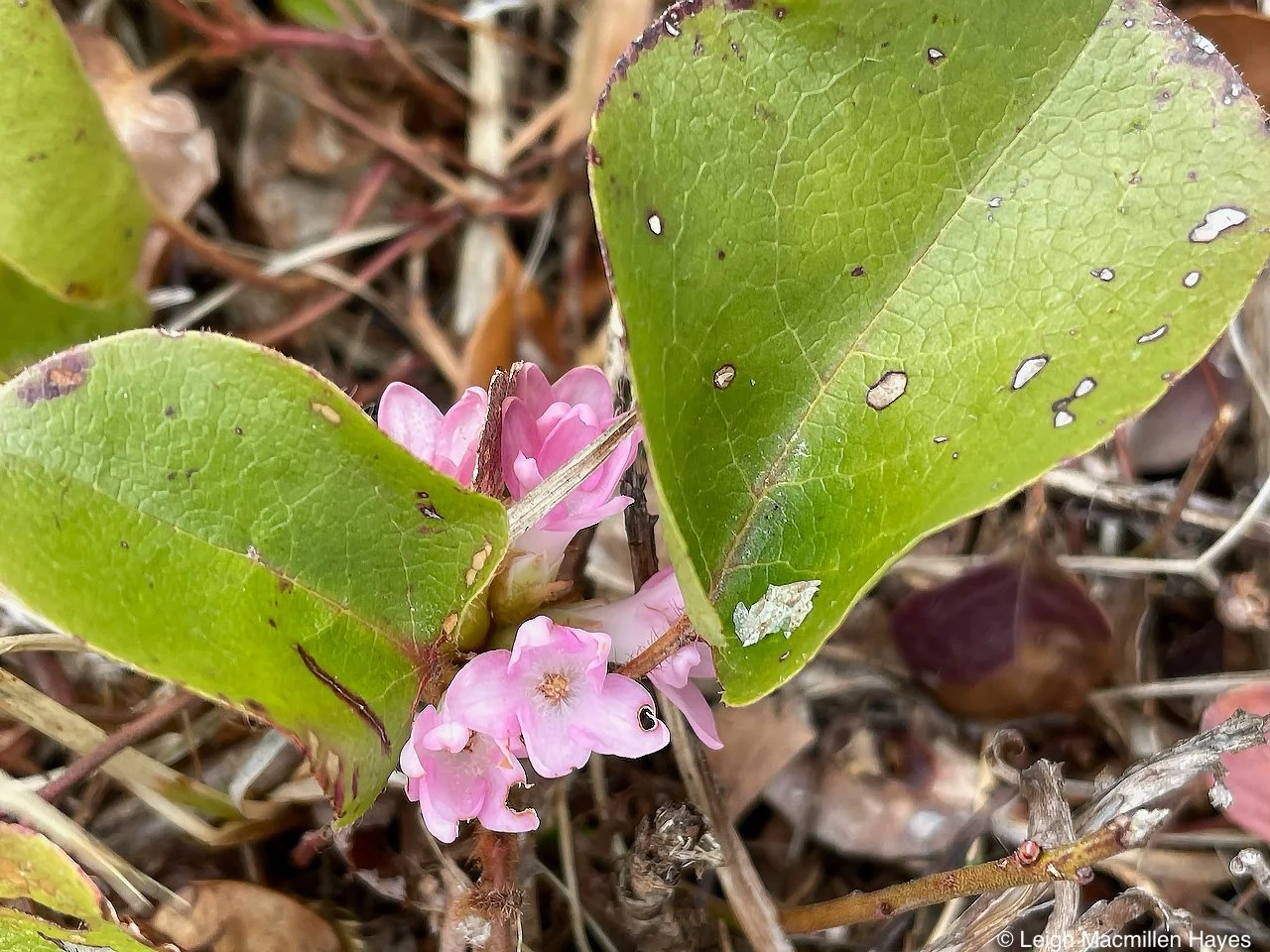 The Beauty of Our Wildflowers (REMOTE PROGRAM)