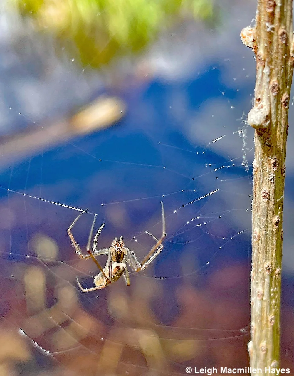 Spiders of Maine (REMOTE PROGRAM)