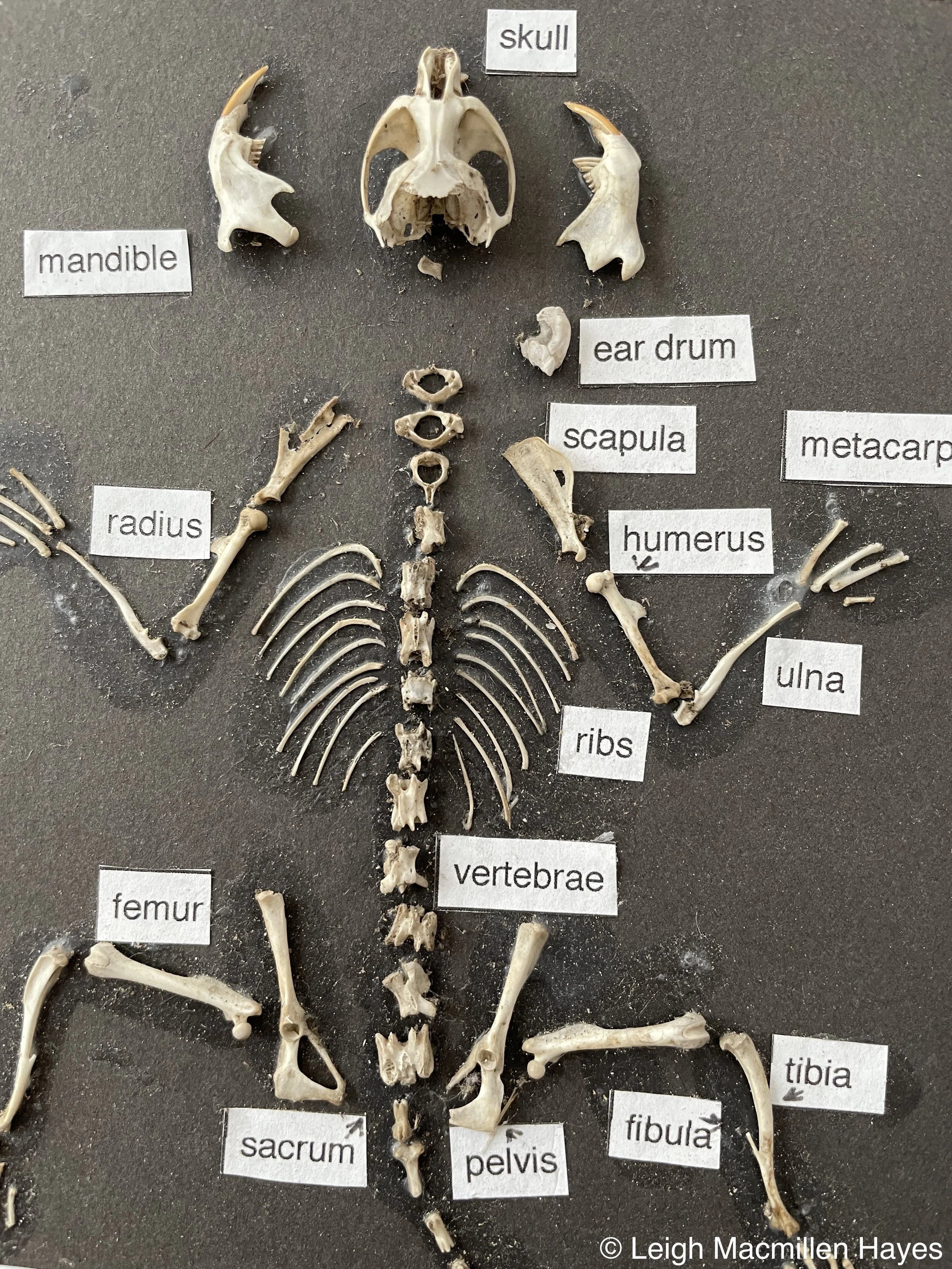 Dissect an Owl Pellet Workshop CANCELLED