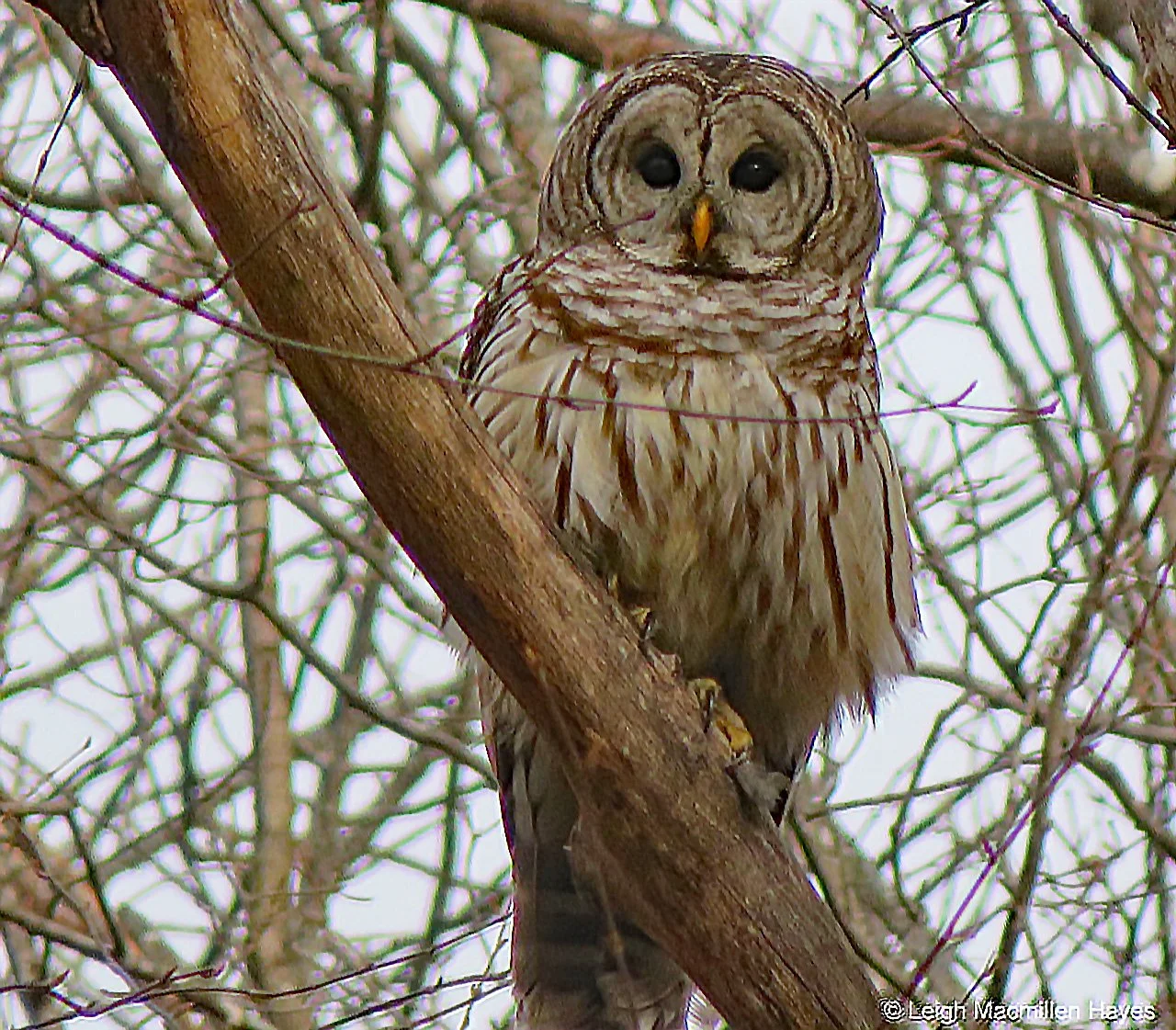 Who Cooks for you Owl Prowl