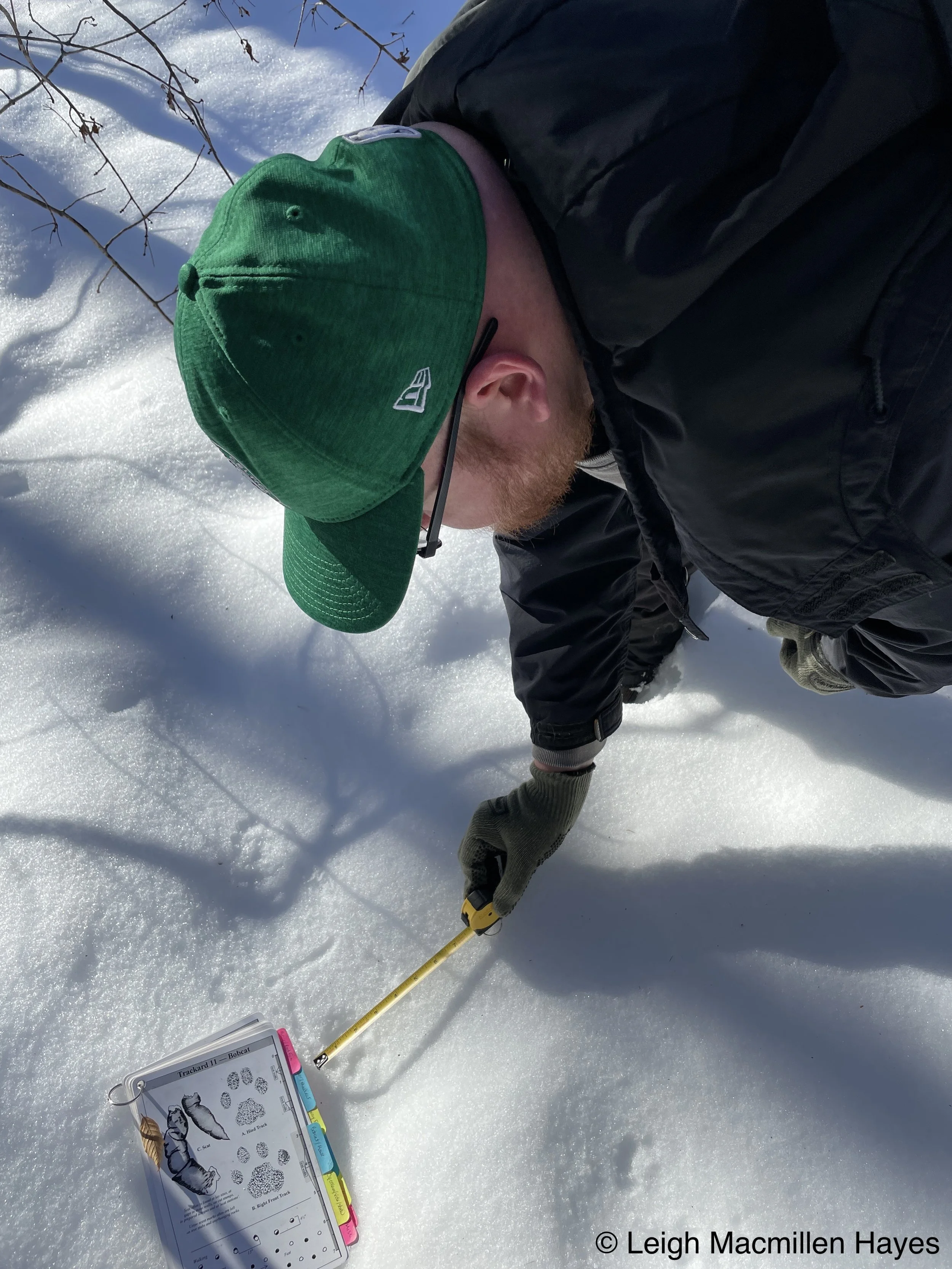Winter Wildlife: Mammal Tracks and Tree ID