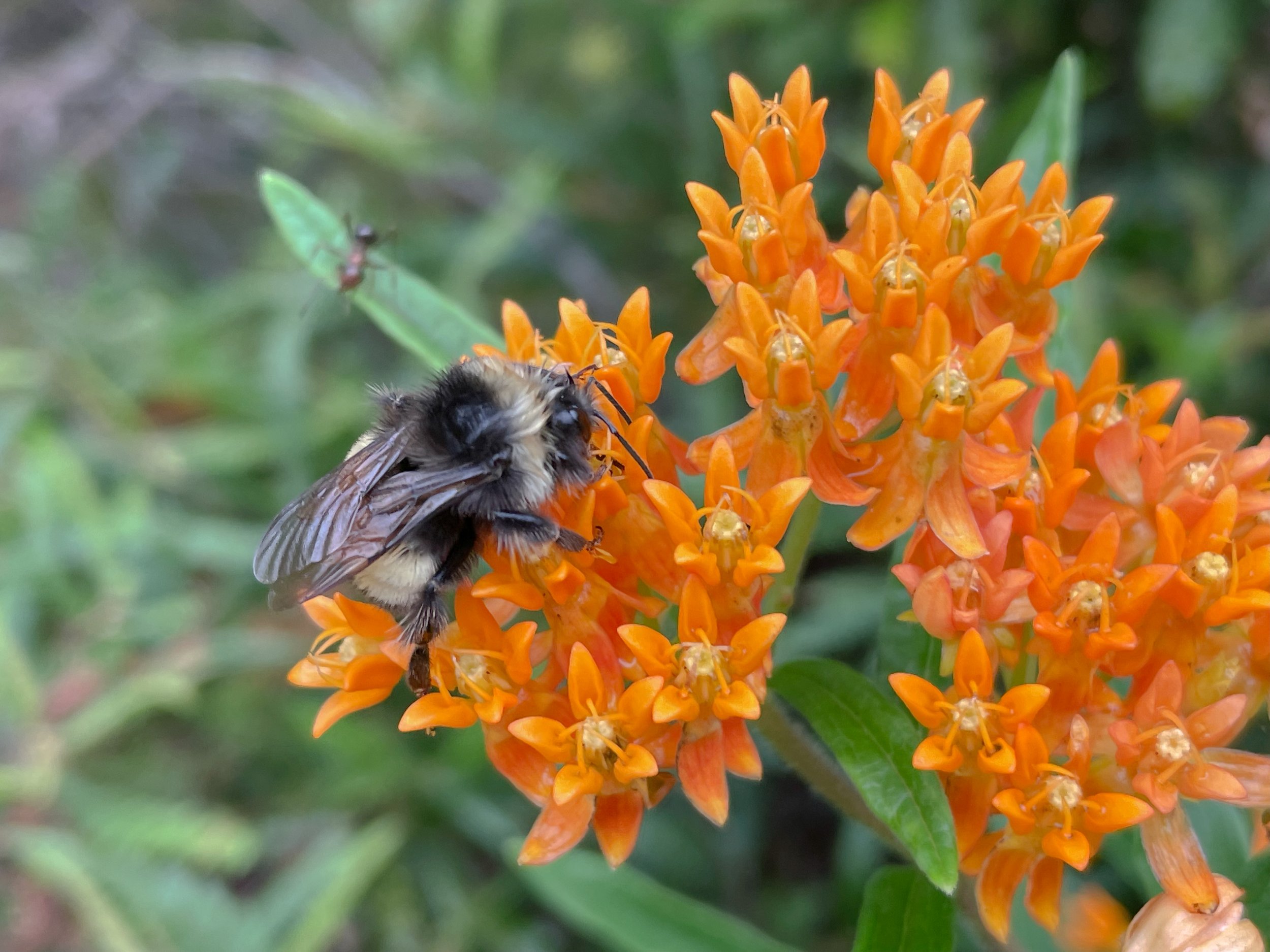 Pollinator Garden Festival