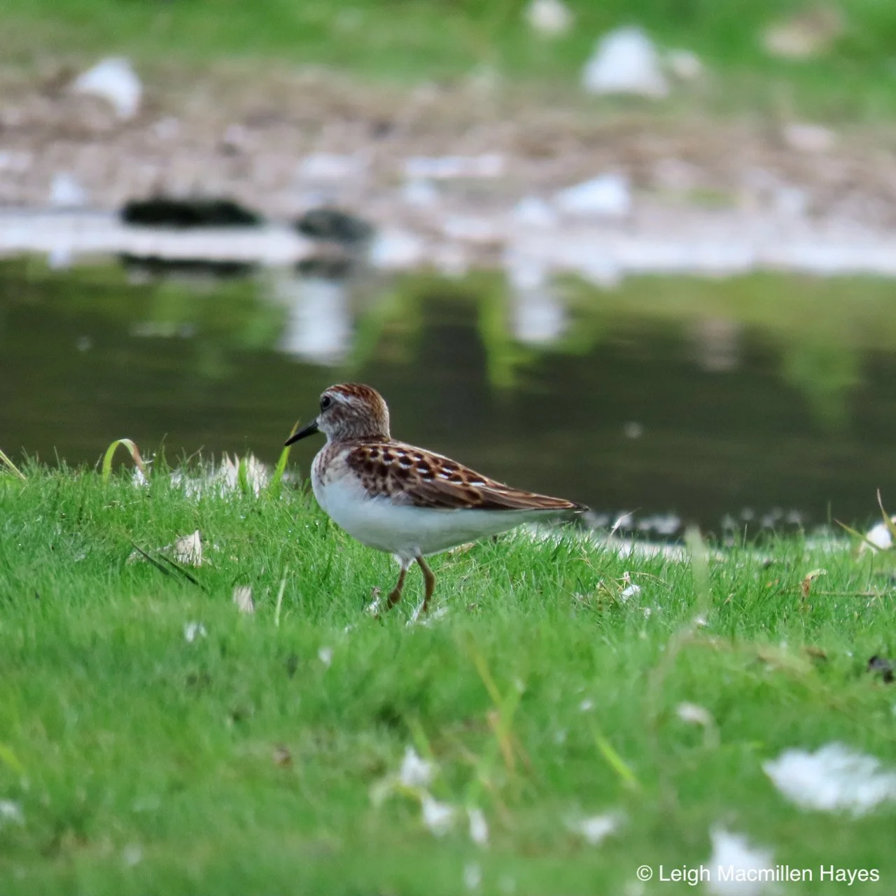 Charles Pond Through The Seasons Walk