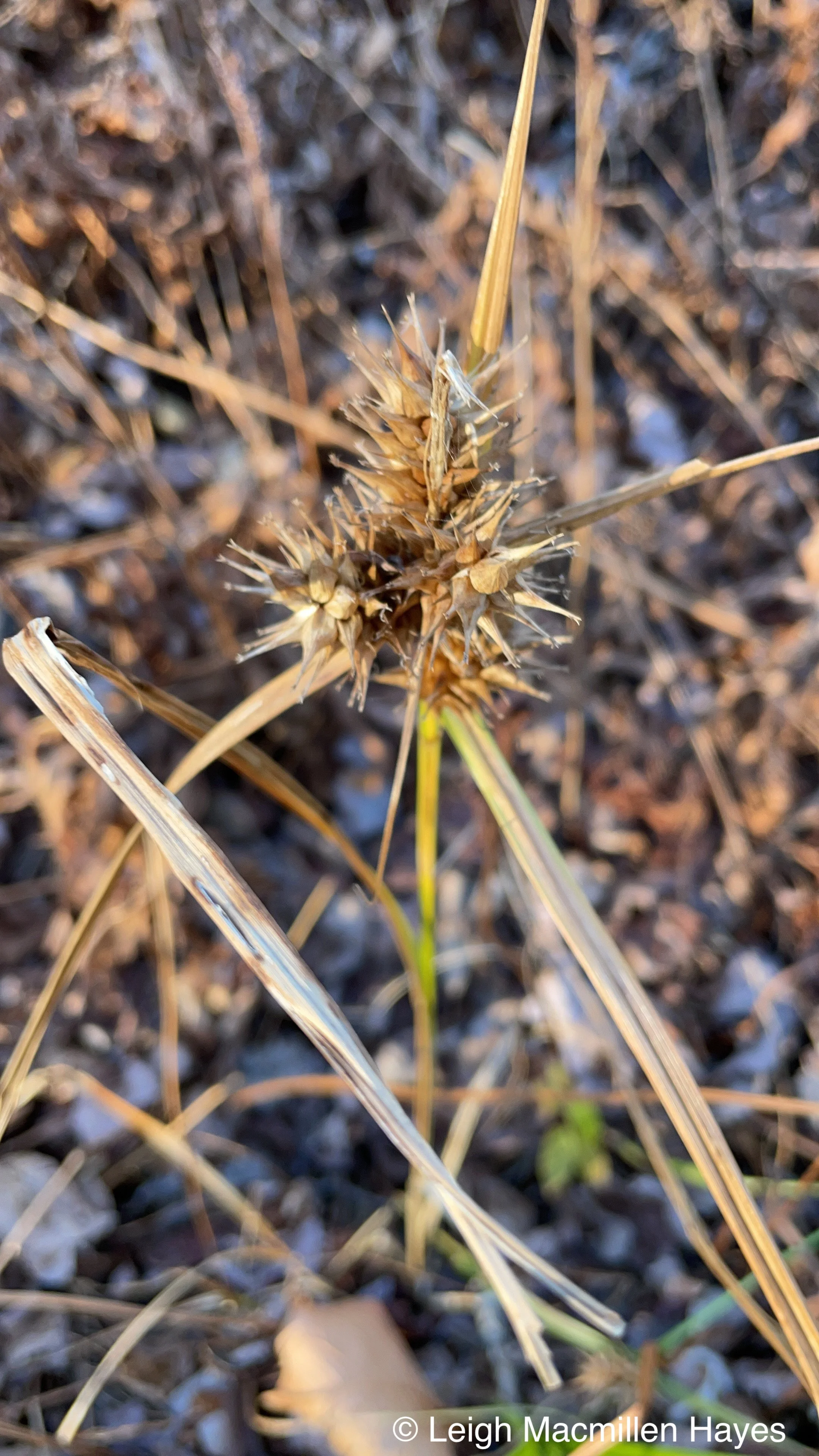 Beyond Sedges Have Edges with Peter Ellison