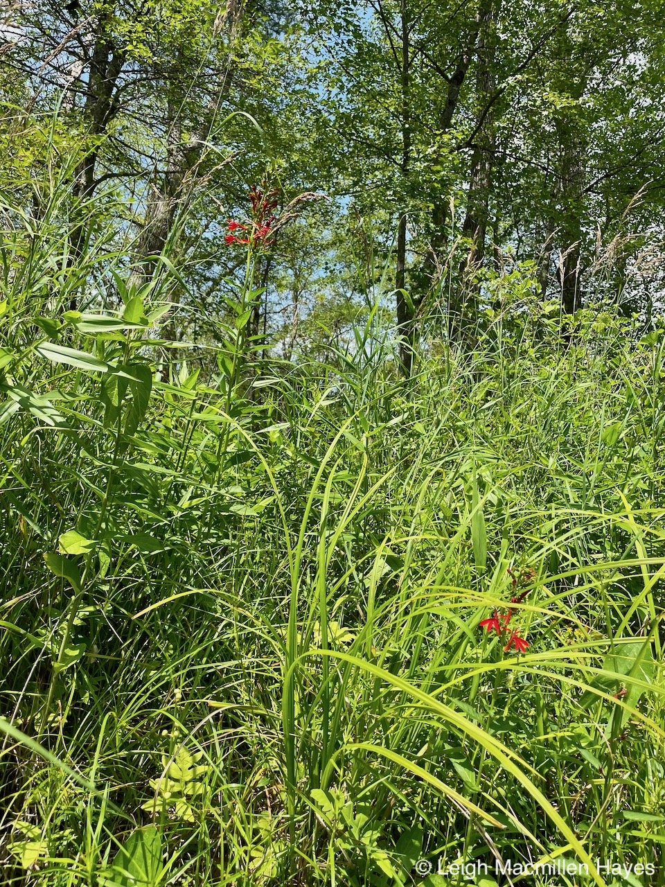 Sedge Sighting Walk with Peter Ellison