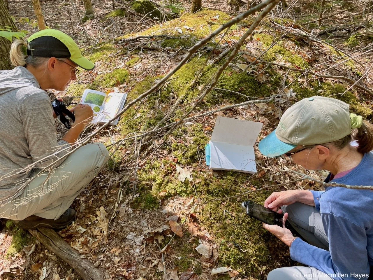 A Walk Through Time: Lichens, Mosses, and Clubmosses