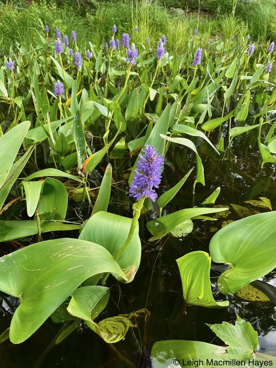 Plant Paddle at Horseshoe Pond CANCELLED