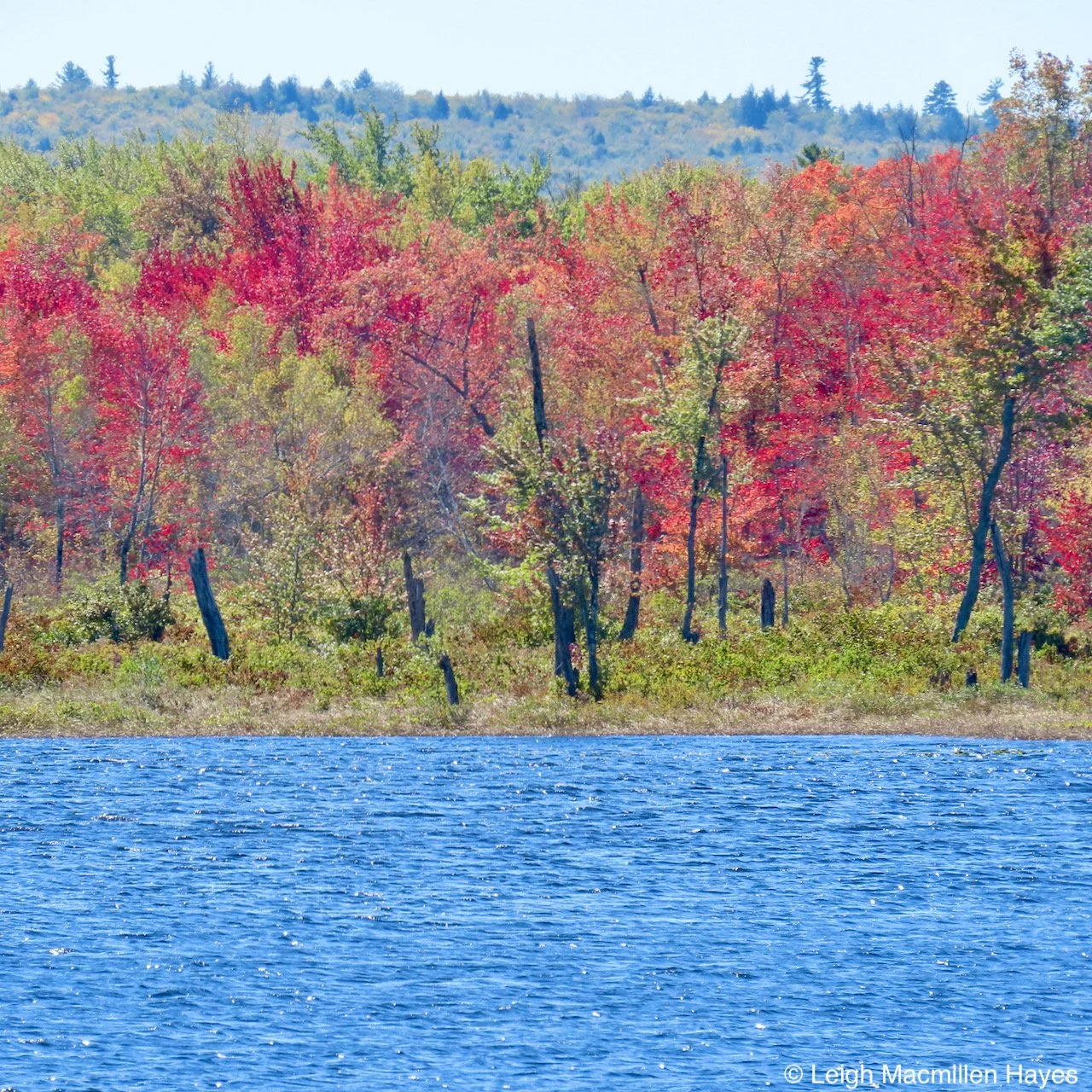 Charles Pond Exploratory Walk