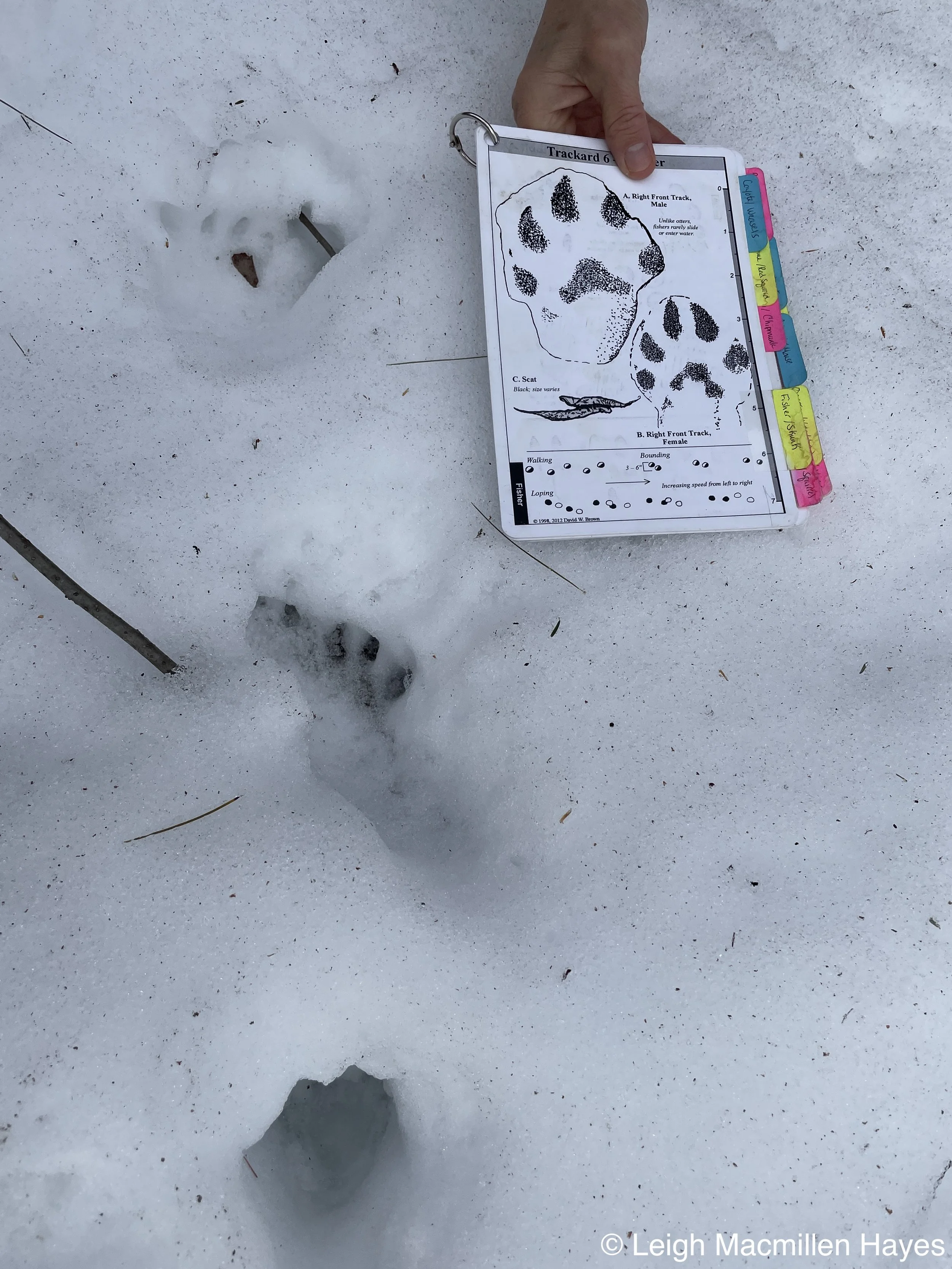 Discovering Mammal Stories Written in the Snow