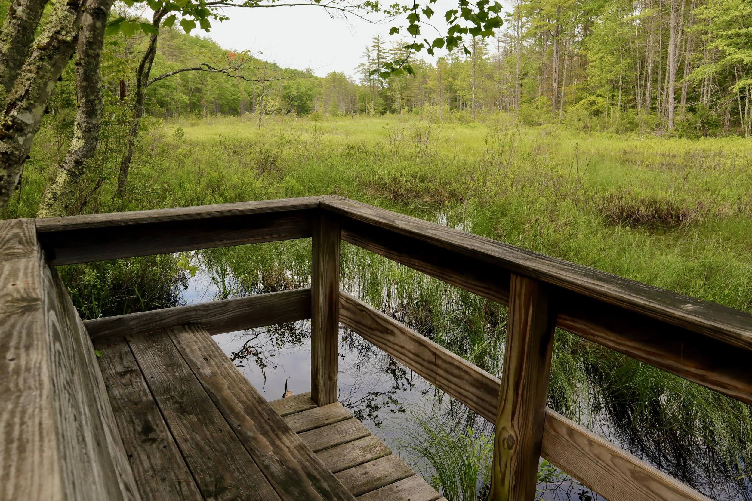 Perky's Path- Jessie.jpeg