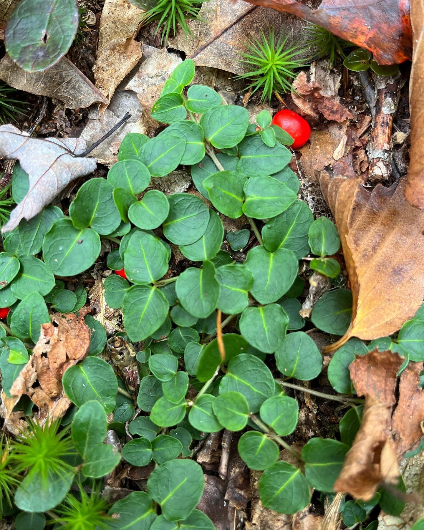 Greater Lovell Land Trust