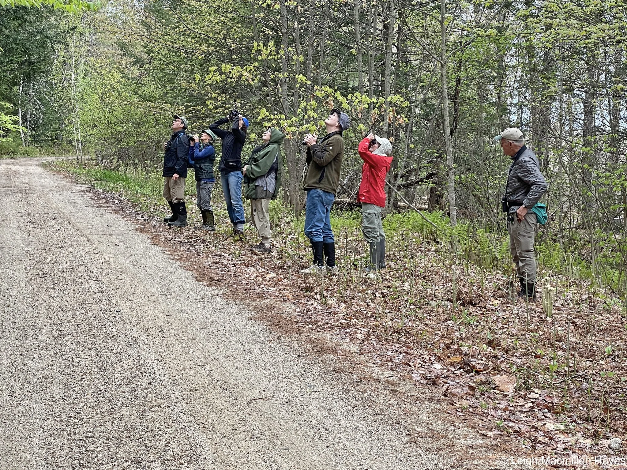 Hiking Trails & More — Greater Lovell Land Trust