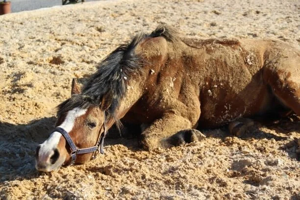 WhatsApp Image 2020-03-30 at 20.06.44 (4).jpeg