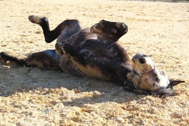 WhatsApp Image 2020-03-30 at 20.06.45 (3).jpeg