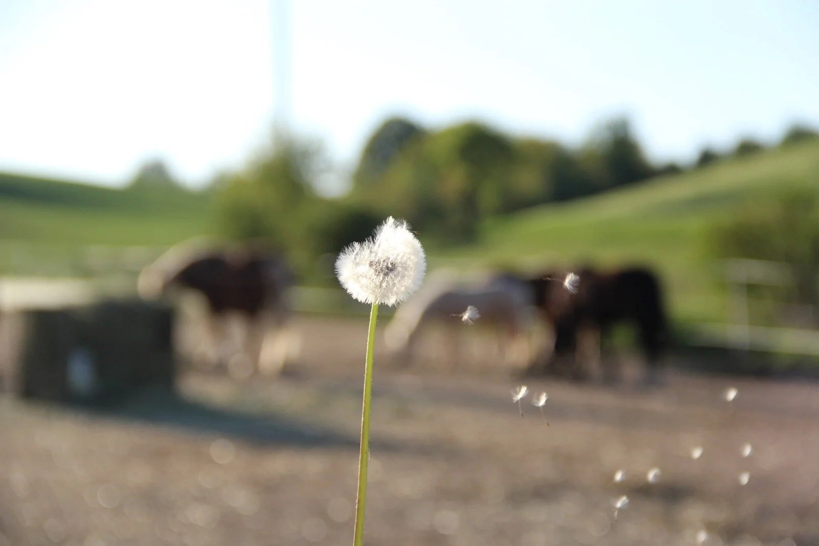 WhatsApp Image 2020-04-30 at 20.10.56 (6).jpeg