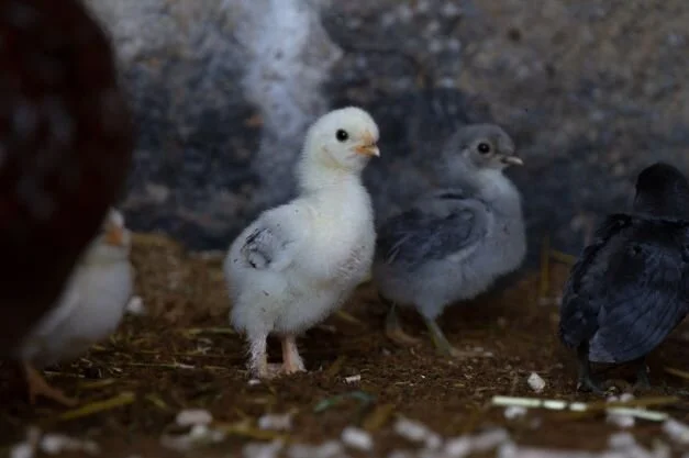 WhatsApp Image 2021-07-27 at 15.38.27 (1).jpeg