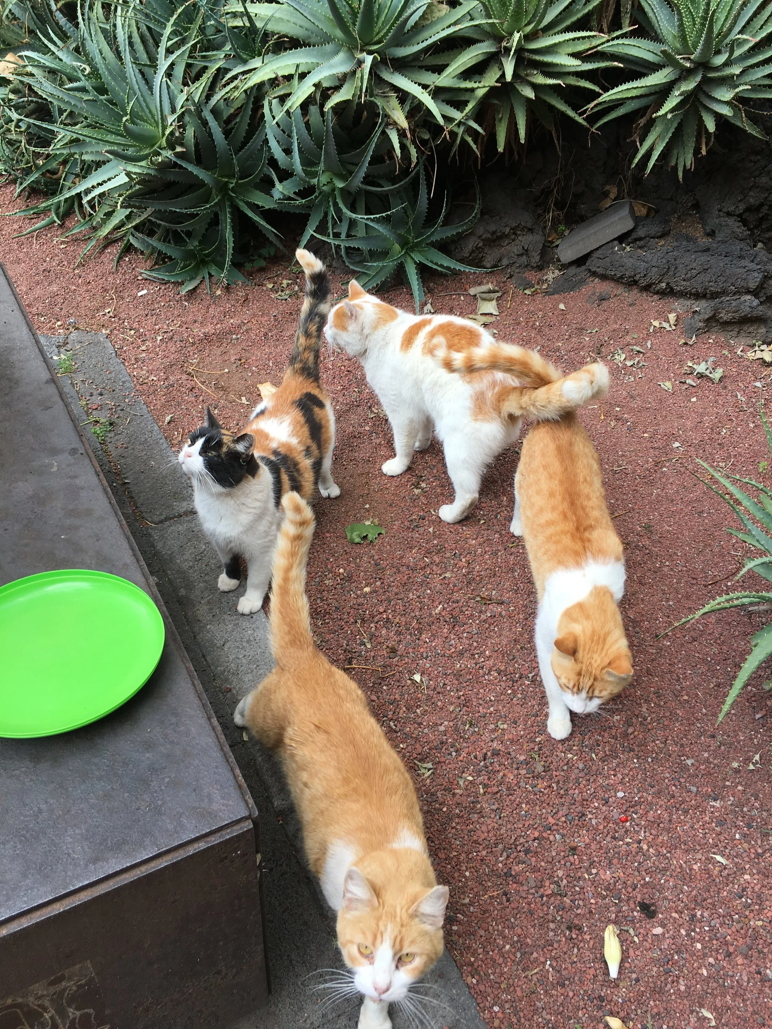 Gatos en el Palacio Nacional