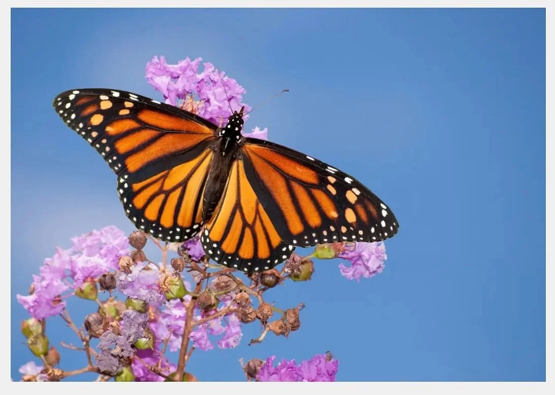 🦋We will be closed on Monday in observance of the Federal Holiday.
We are open 
Saturday 9am - 7pm
Sunday 9am - 7pm
Monday CLOSED
Tuesday 9am - 7pm

Have a wonderful weekend!

#rollinggrocer19 #hudsonny #hudsongrocerystore #indiginouspeoplesday #col