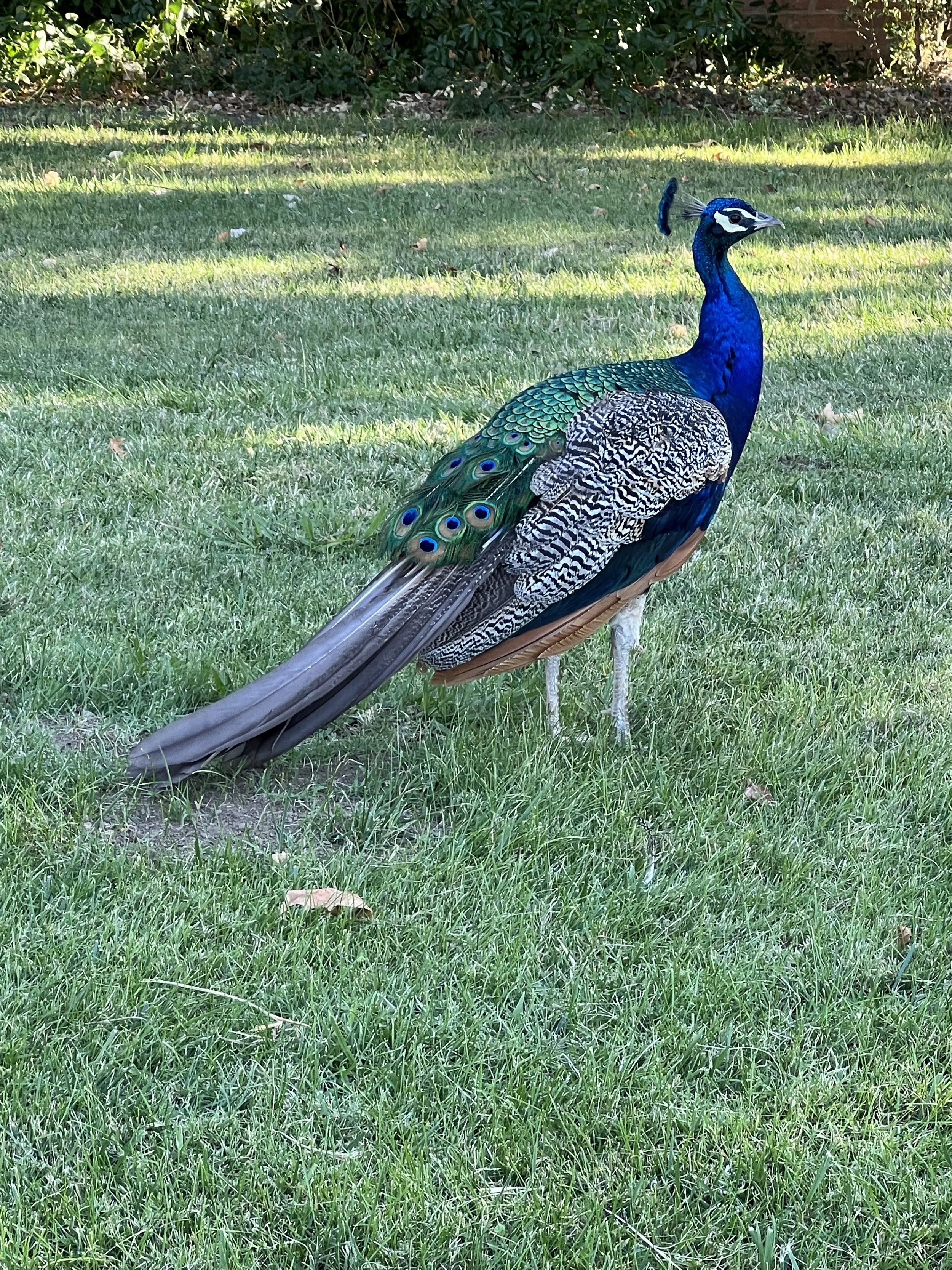 IMG_9643.JPG