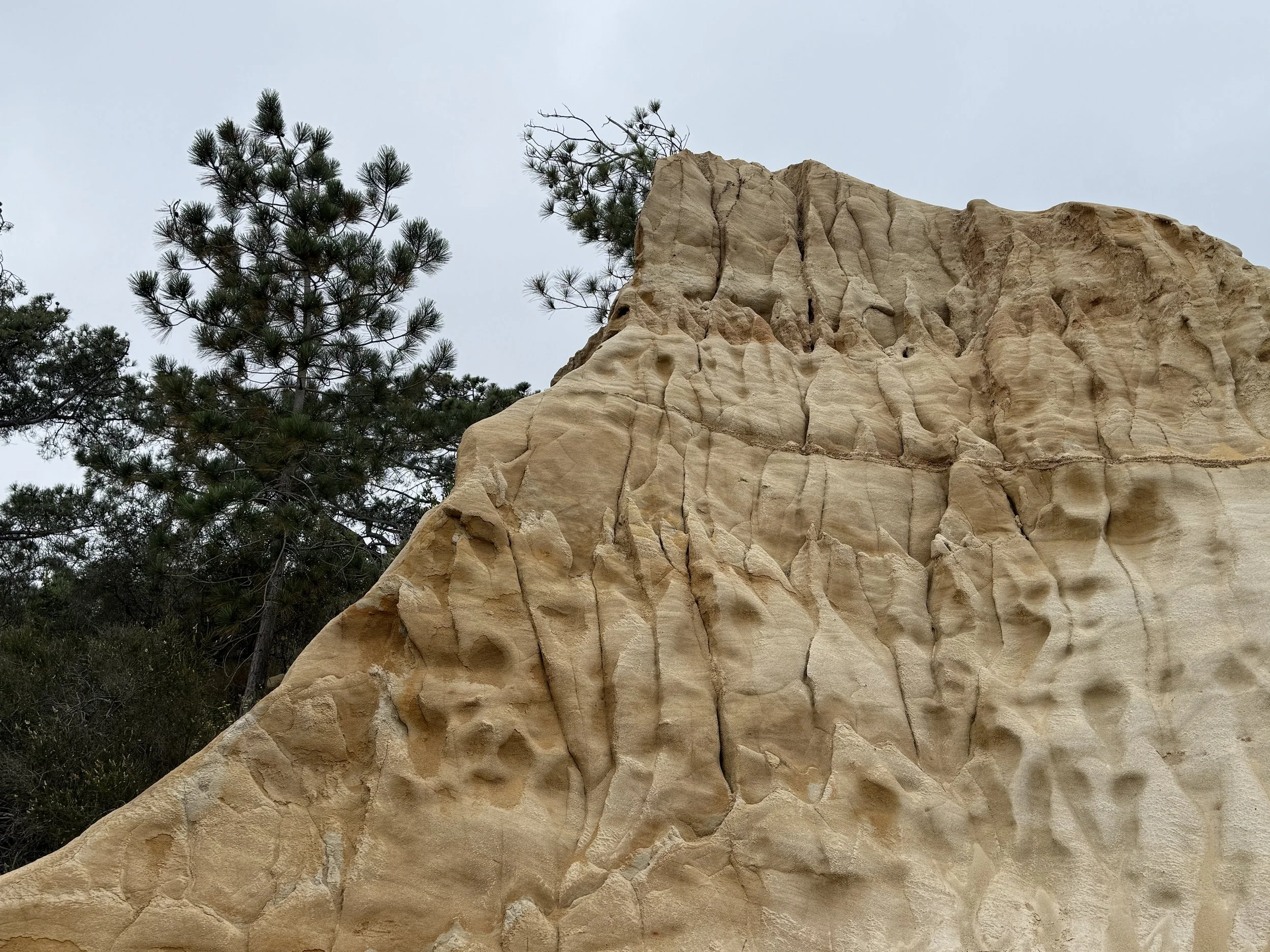 Torrey Pines State Natural Reserve