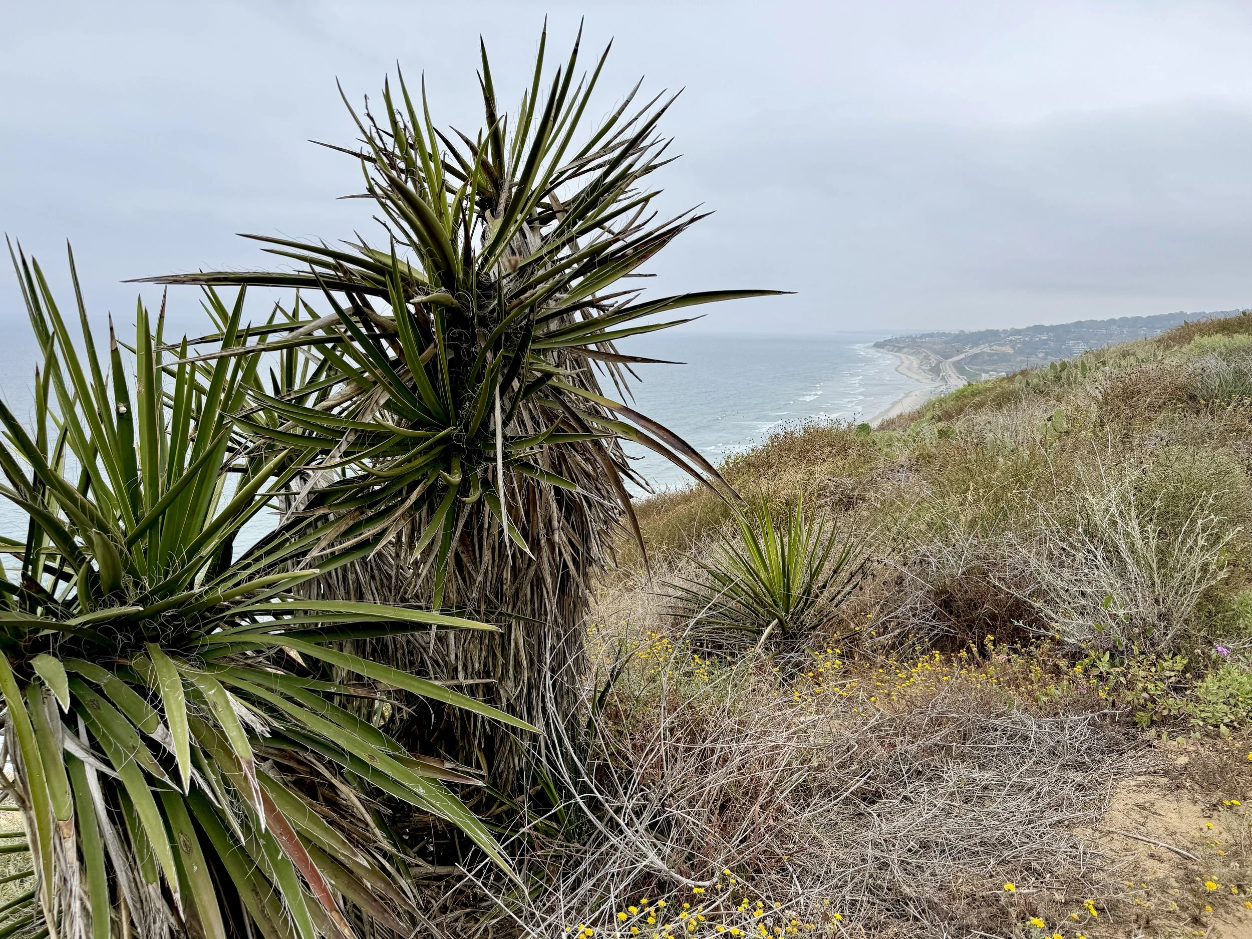 La Jolla Coastline