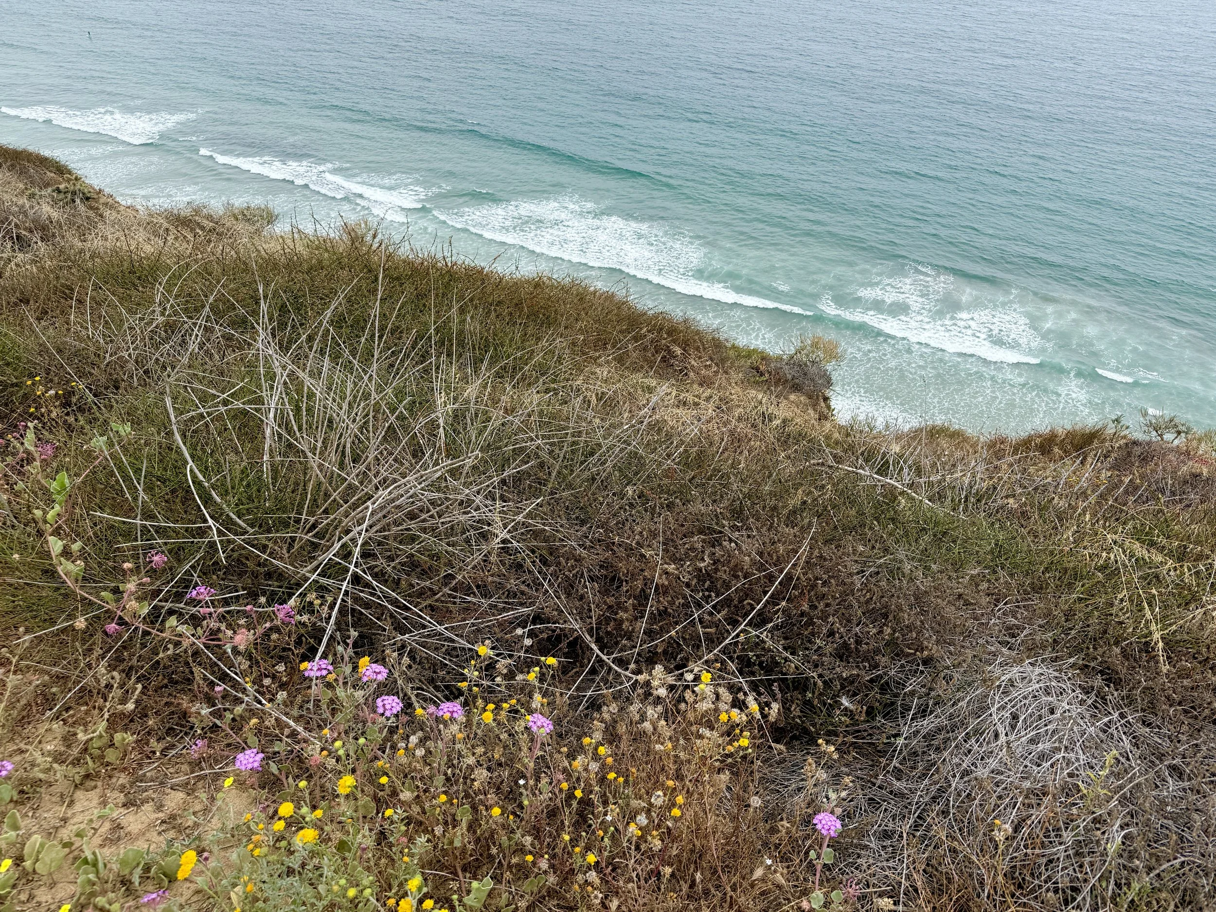 La Jolla Coastline
