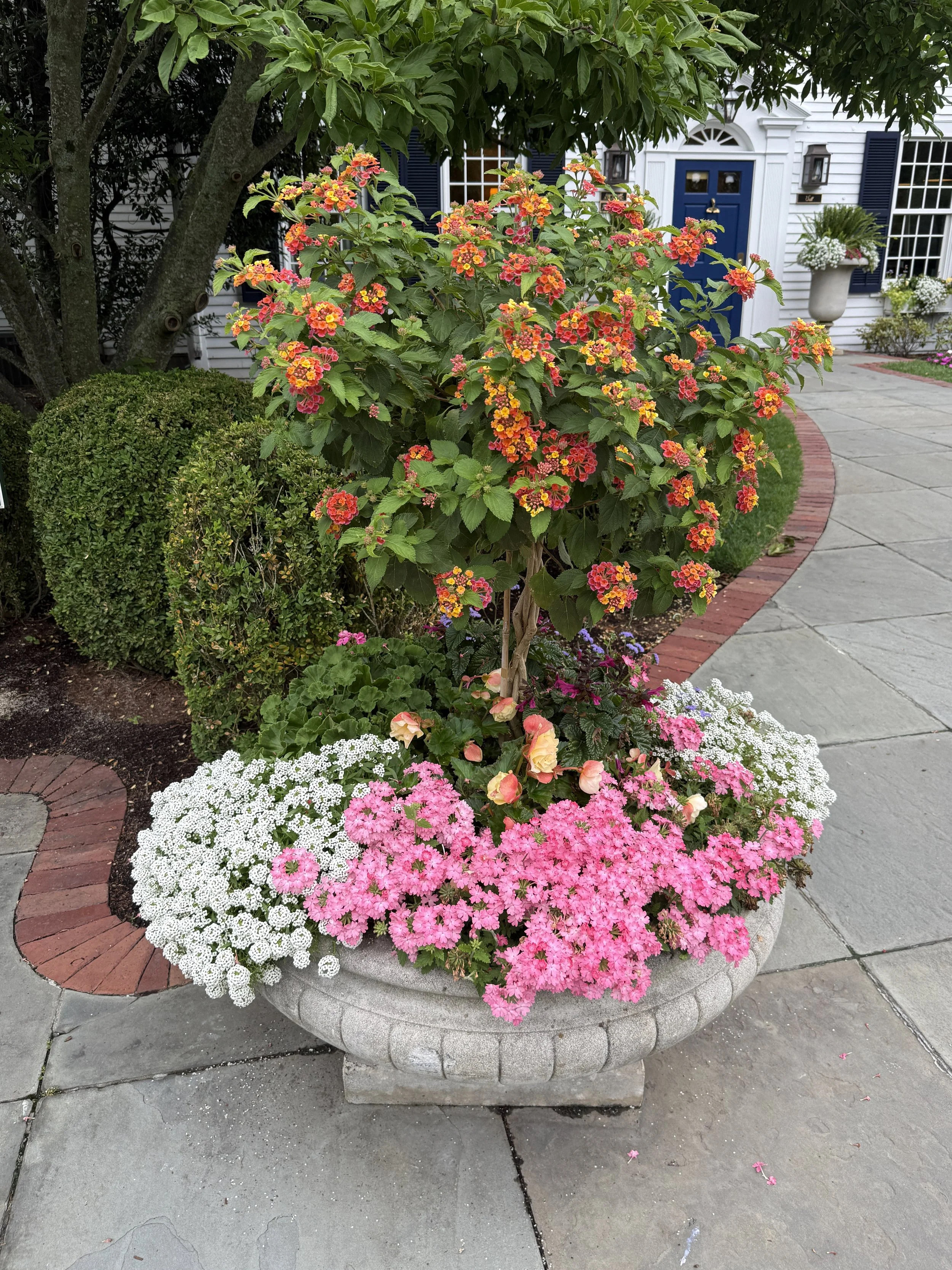 Cape Cod flowers