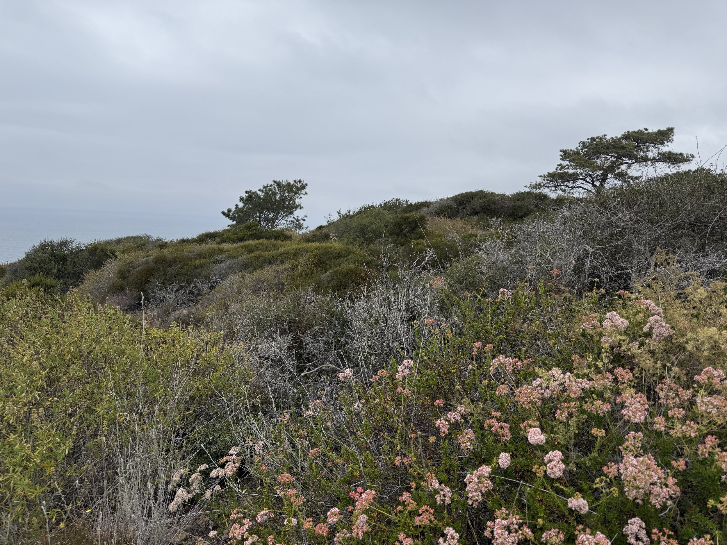 Torrey Pines State Natural Reserve