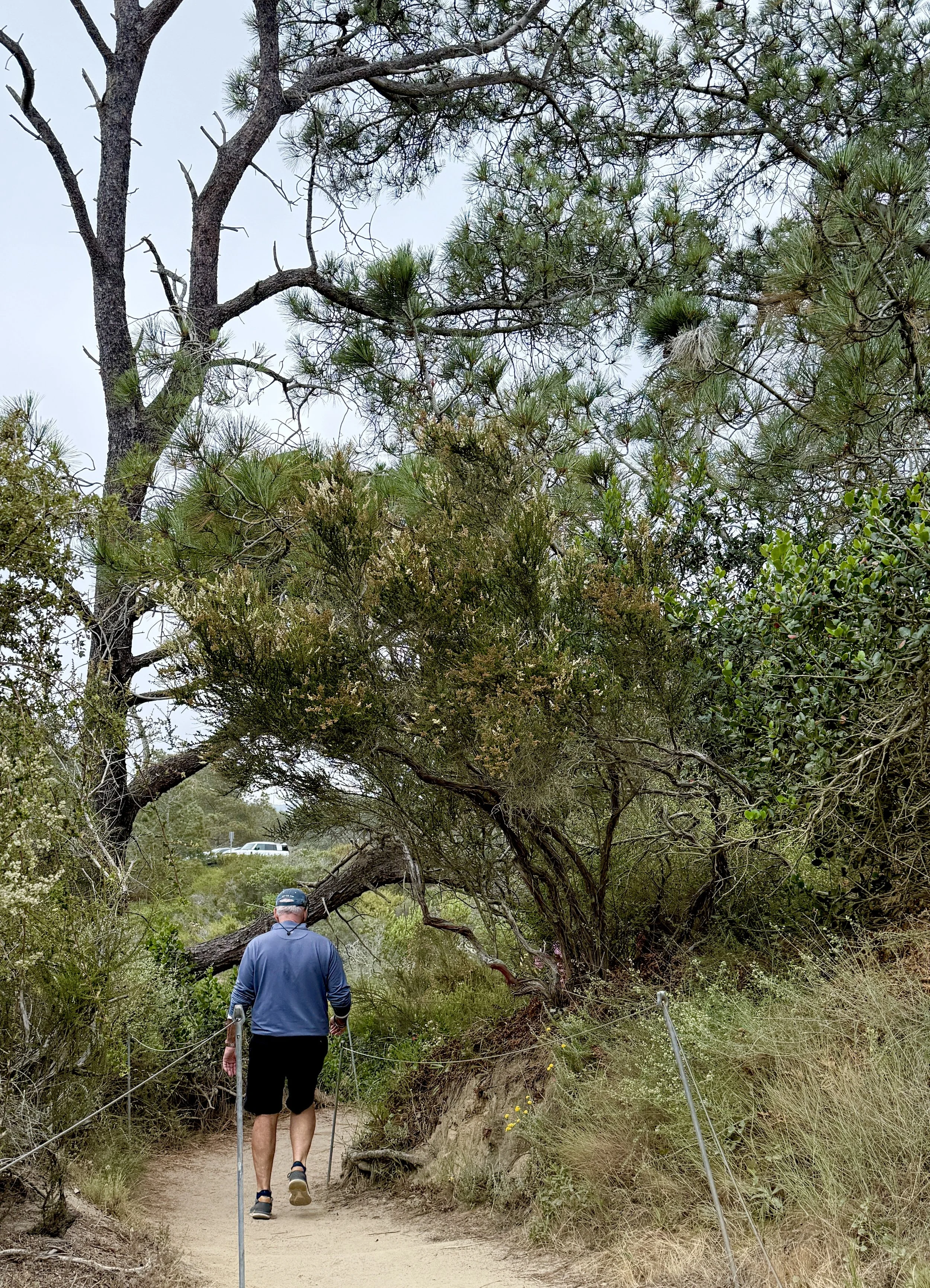 Hiking in Torrey Pines State Reserve